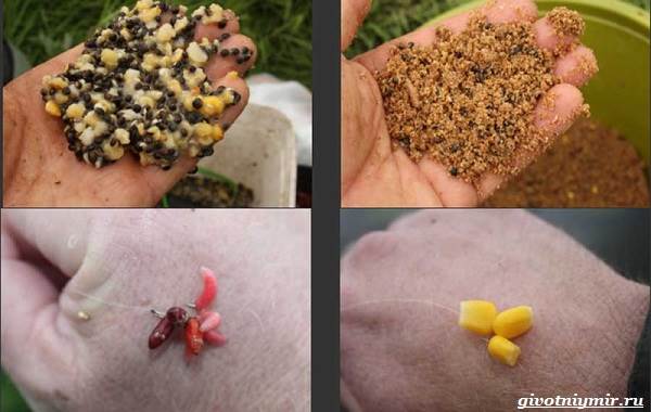 Рыбалка-на-плотву-в-разные-сезоны-и-различными-способами-13