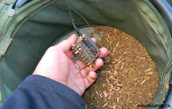 Рыбалка-на-плотву-в-разные-сезоны-и-различными-способами-12