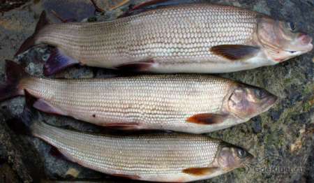 Хариусы.