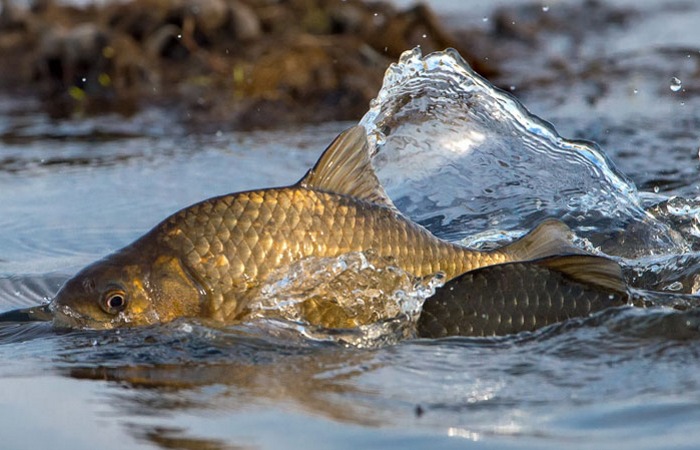 Рыбалка весной, что может быть лучше! Определяем лучшее время для рыбалки