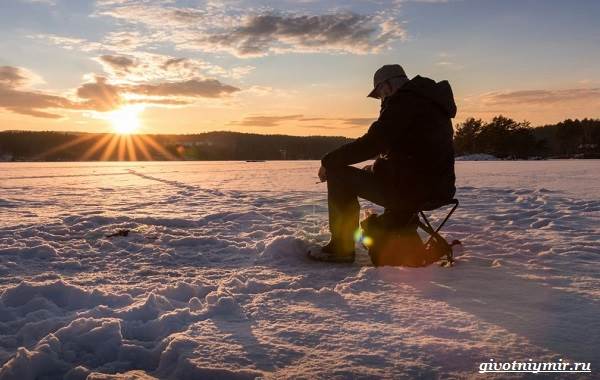 Рыболовный-календарь-особенности-рыбалки-в-декабре-12