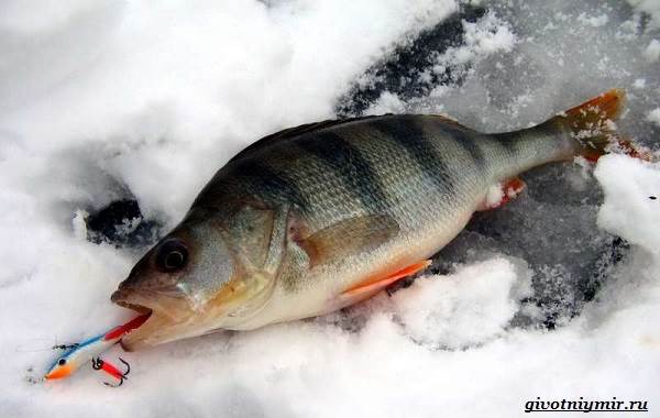 Рыболовный-календарь-особенности-рыбалки-в-декабре-10