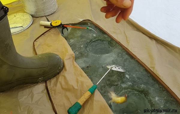 Рыболовный-календарь-особенности-рыбалки-в-декабре-5