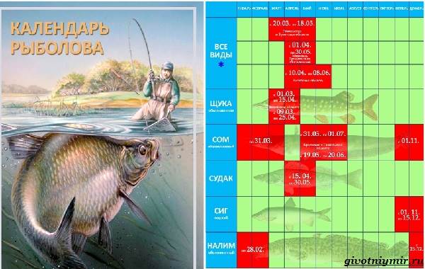 Рыболовный-календарь-особенности-рыбалки-в-декабре-18