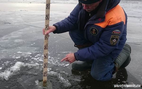 Рыболовный-календарь-особенности-рыбалки-в-декабре-17