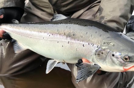 Рыболовный тур на реках Варзуга и Кица