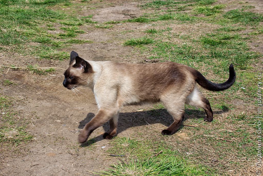 кот в селе Варзуга