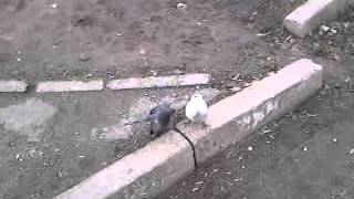 Как спариваются голуби(, 2013-12-13T19:20:01.000Z)