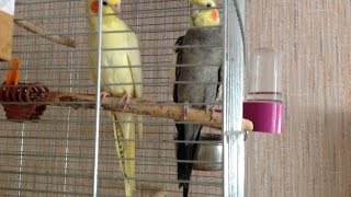 ПОПУГАИ КОРЕЛЛЫ Гарик и Кеша СПАРИВАЮТСЯ, ПРОВЕРЯЮТ ДОМИК, готовятся к кладке яиц. Брачные игры.(Это второй ролик из плейлиста 