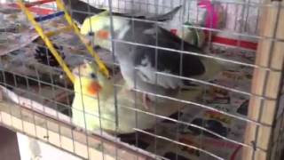 Кореллы - первое спаривание(, 2014-02-22T13:44:22.000Z)