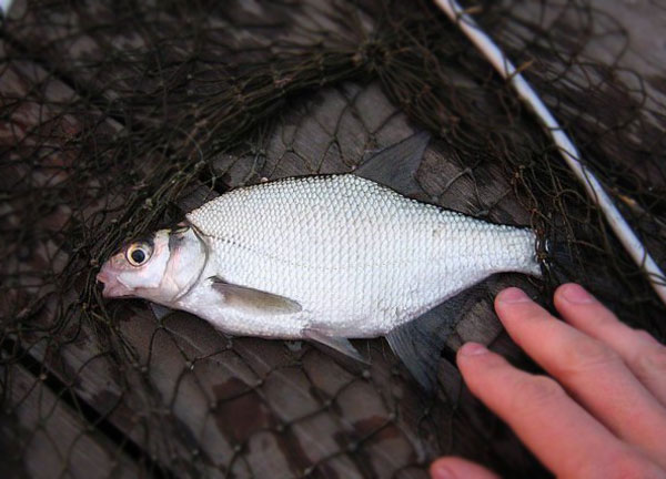 густера клев