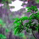 Листья под дождем