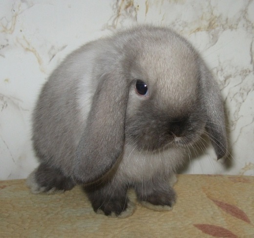На снимке вислоухий декоративный кролик