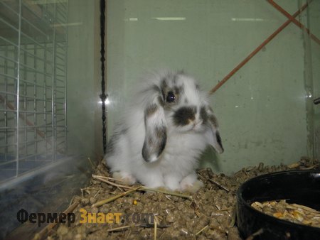 Белый кролик в клетке