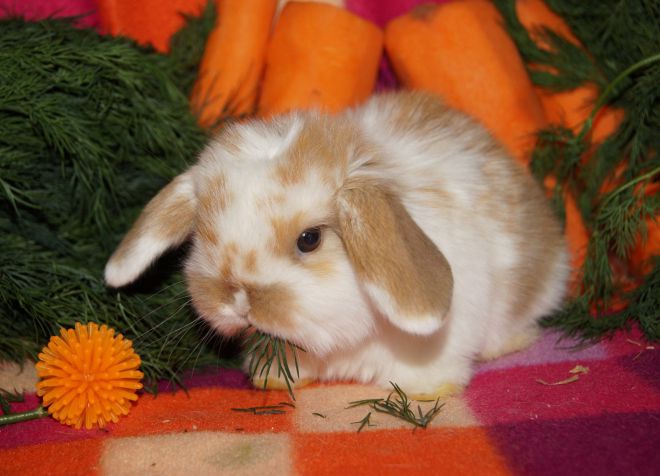 сколько живут домашние кролики