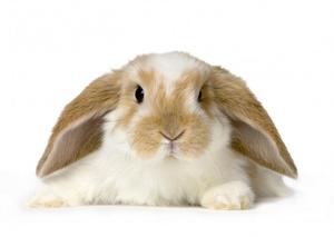 Как продлить срок жизник роликам