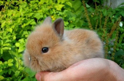 Карликовый кролик на снимке