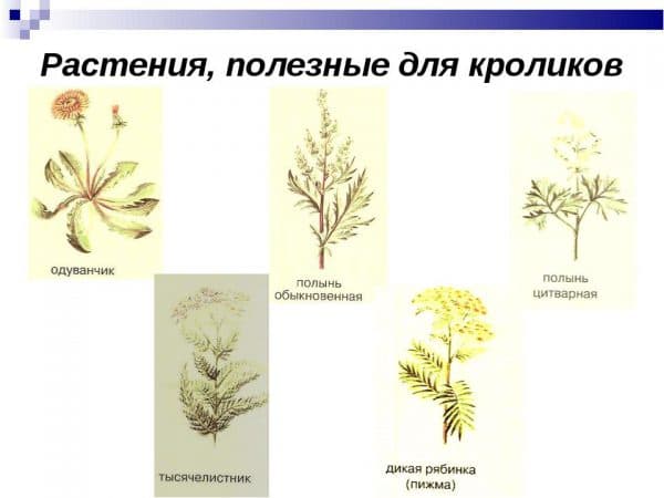 poleznue rasteniye dlya krolikov
