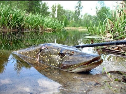 Ловля щуки весной