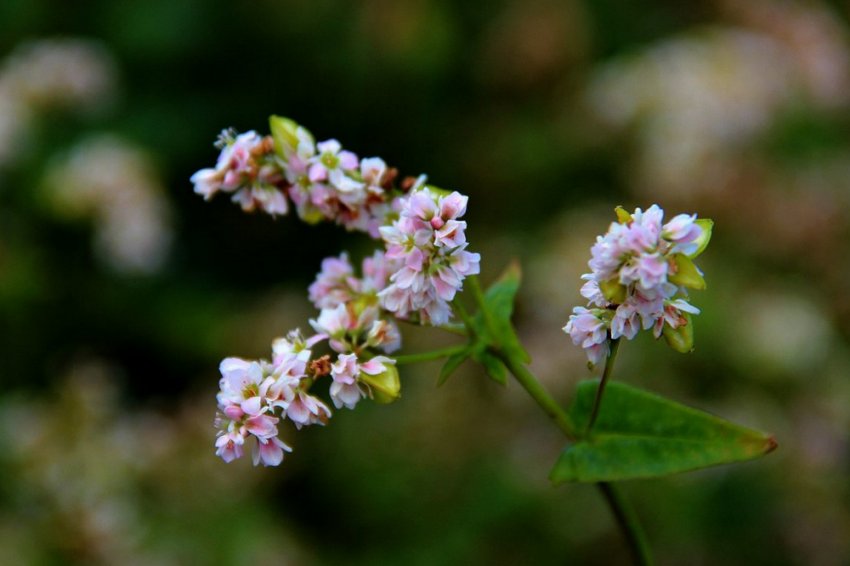 Цветение гречихи