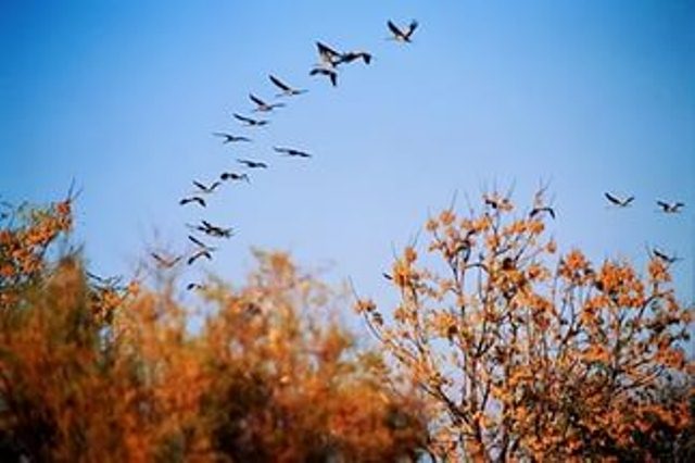 В октябре по наличию паутины всегда говорили о бабьем лете.