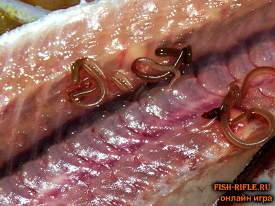 Солитер и Рыбалка.