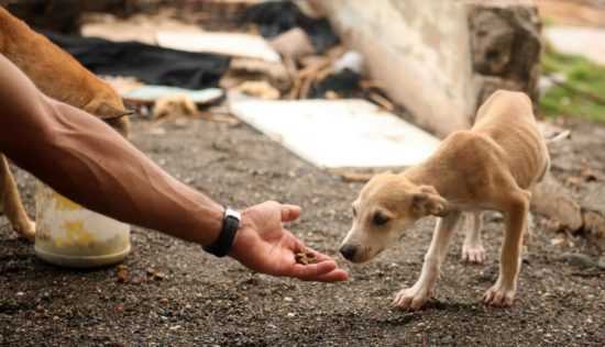 Кормление бродячих собак