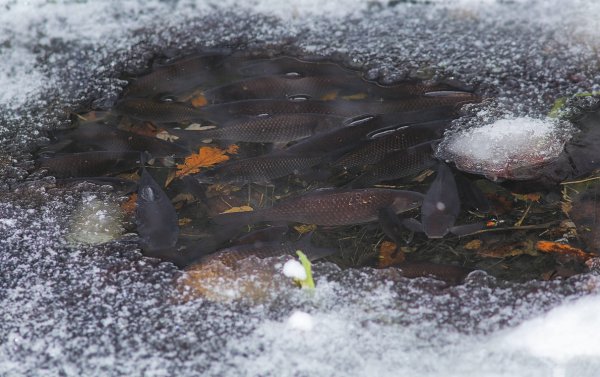 Как зимует карп в пруду