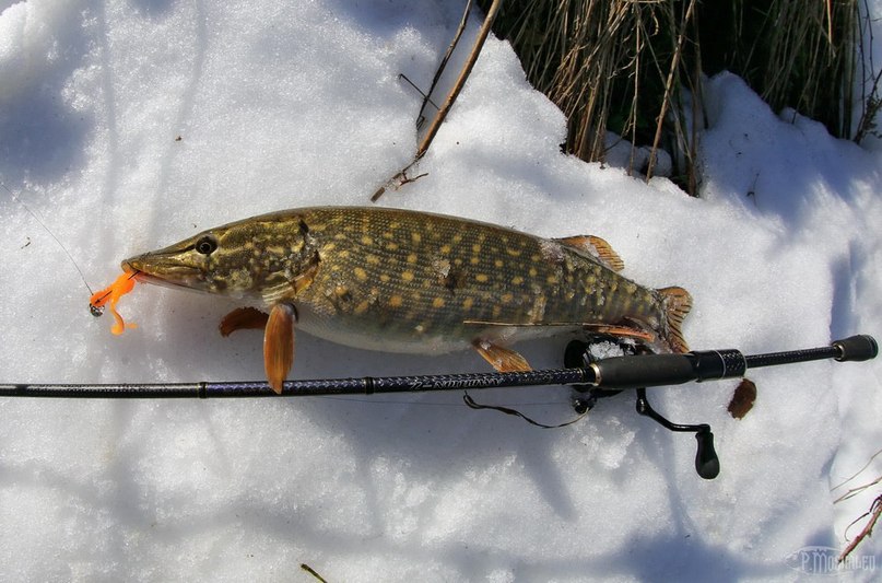 благоприятная погода для ловли щуки
