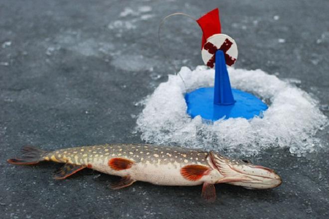 Жерлица на щуку