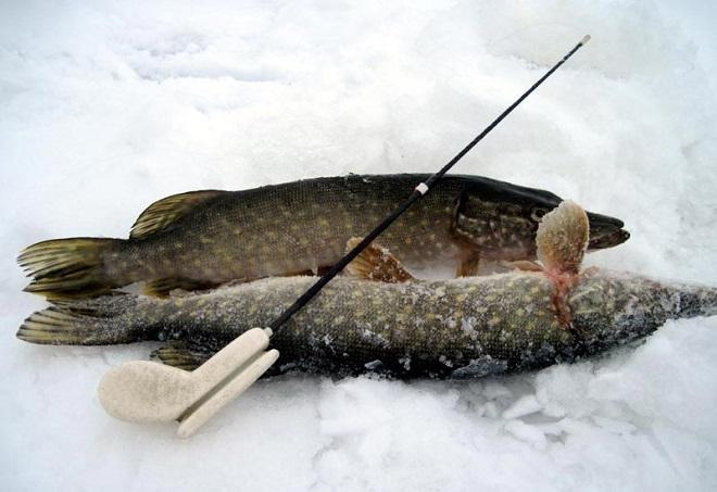 щука на снегу