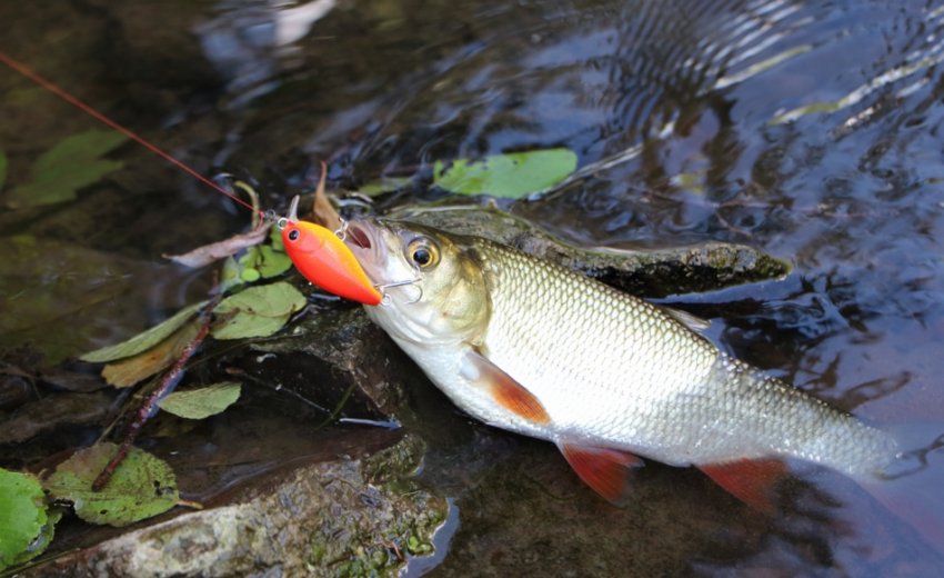 Клёв голавля