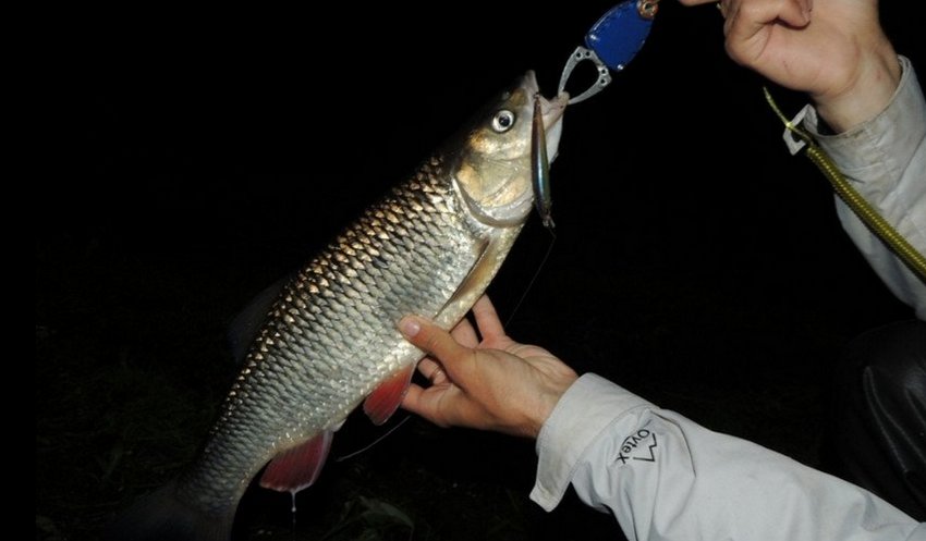 Ловля голавля ночью