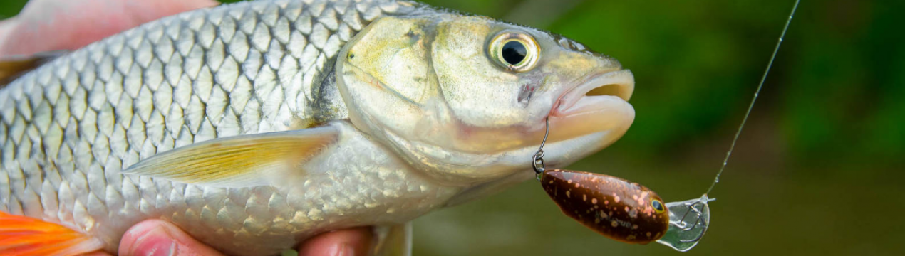 Когда лучше ловить голавля