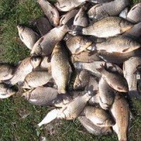 Когда лучше ловить карася