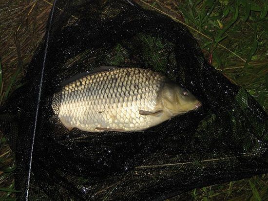 Карп в подсачеке