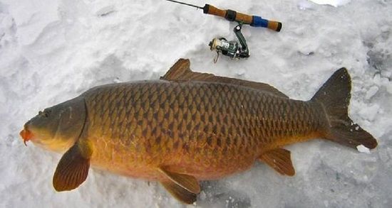 Карп на льду