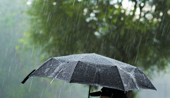 Дождь предсказывает поведение птиц и животных