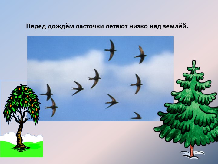 Перед дождём ласточки летают низко над землёй.