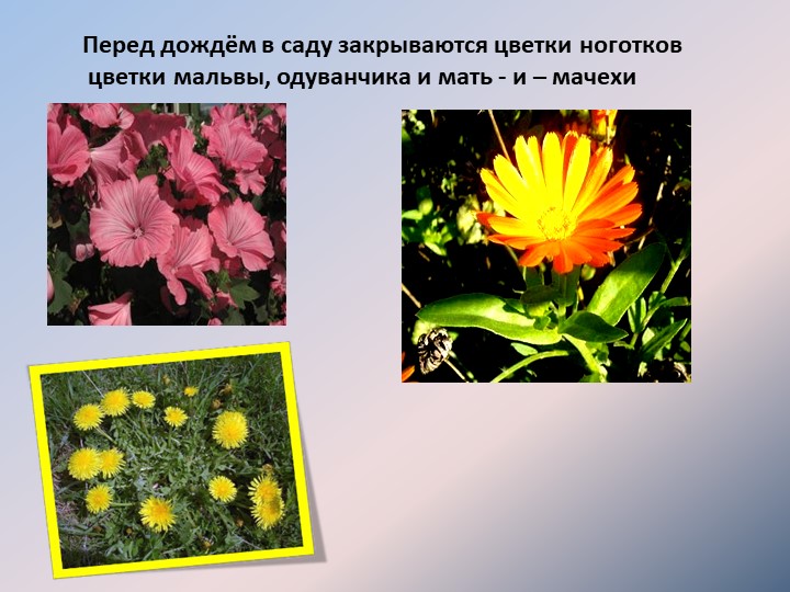 Перед дождём в саду закрываются цветки ноготков цветки мальвы, одуванчика и