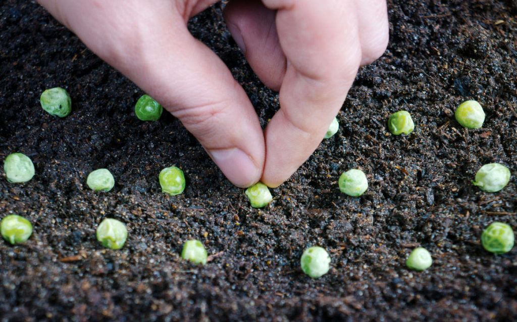 9 мая - день Глафиры Горошницы: народные поверья и приметы на погоду