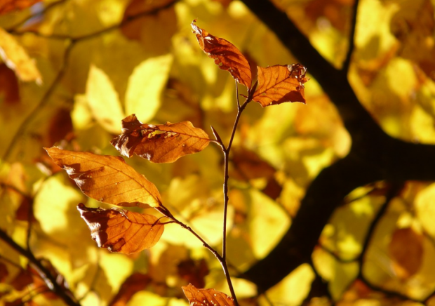 Народные приметы октября по дням – погода, природа, праздники