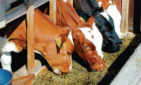 Народные приметы октября по дням – погода, природа, праздники