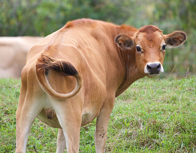 Молодой бычок отгоняет оводов и слепней хвостом