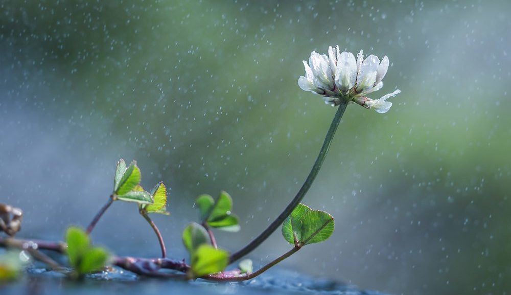 Народные приметы о погоде в мире растений