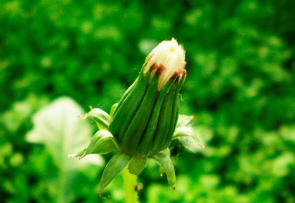 Народные приметы о погоде по растениям: как предсказать на основе наблюдений