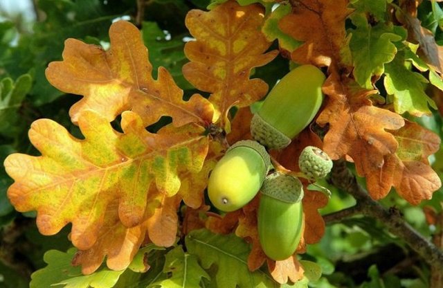 Народные приметы о погоде по растениям: как предсказать на основе наблюдений