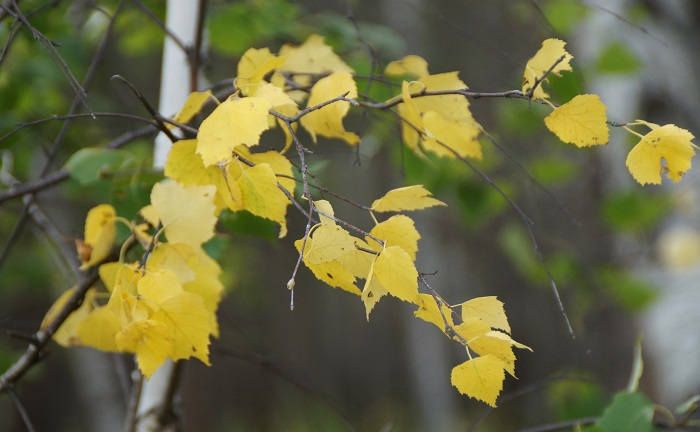 Осенние приметы погоды