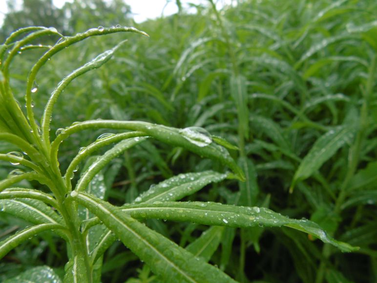 Приметы погода