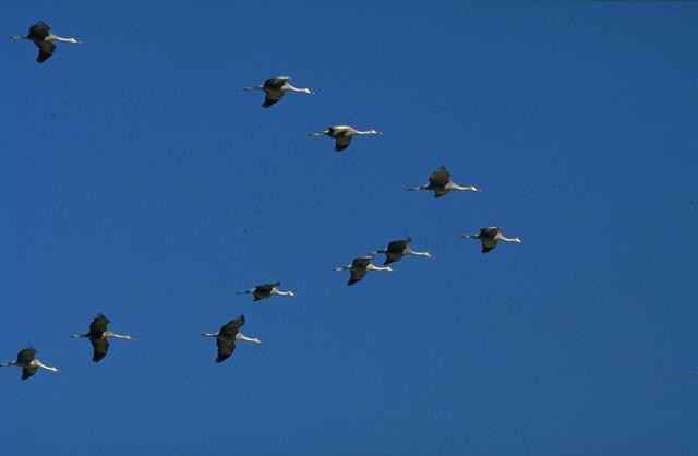 приметы снег на покров